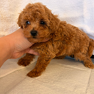 タイニープードルのアプリコットの女の子|2026年2月9日生まれ|No.11153|画像1枚目