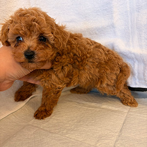 タイニープードルのアプリコットの女の子|2026年2月9日生まれ|No.11153|画像2枚目