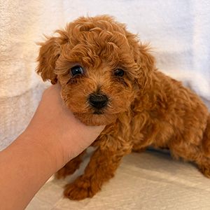タイニープードルのアプリコットの女の子｜2026年2月9日生まれ｜No.11153｜画像3枚目