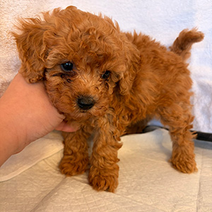 トイプードルのアプリコットの男の子｜2026年2月9日生まれ｜No.11152｜画像0枚目