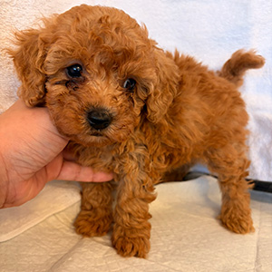 トイプードルのアプリコットの男の子｜2026年2月9日生まれ｜No.11152｜画像1枚目