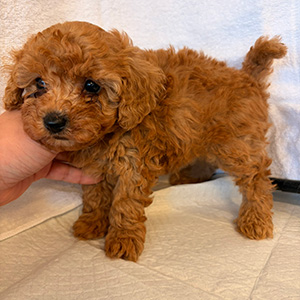 トイプードルのアプリコットの男の子｜2026年2月9日生まれ｜No.11152｜画像2枚目