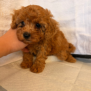 トイプードルのアプリコットの男の子｜2026年2月9日生まれ｜No.11152｜画像3枚目