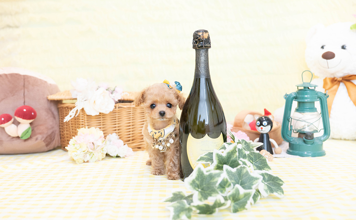 ティーカッププードルのアプリコットの男の子｜2026年1月19日生まれ｜No.11149｜画像3枚目