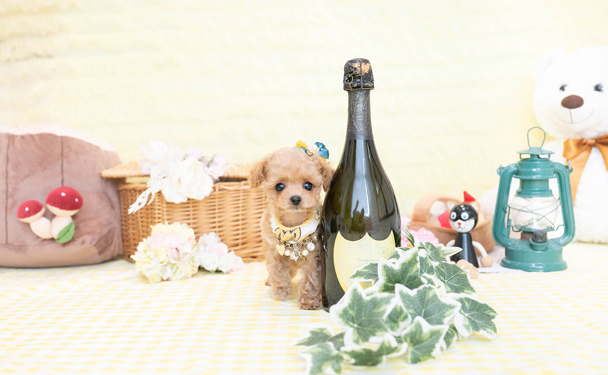 ティーカッププードルのアプリコットの男の子｜2026年1月19日生まれ｜No.11149｜画像4枚目