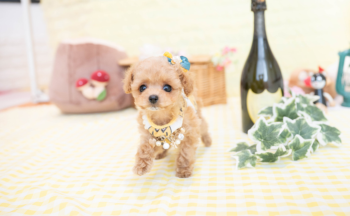 ティーカッププードルのアプリコットの男の子｜2026年1月19日生まれ｜No.11149｜画像5枚目