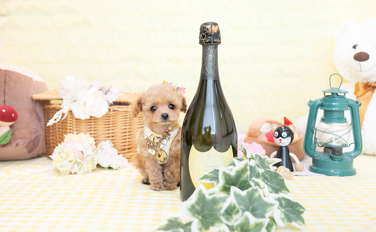 ティーカッププードルのアプリコットの男の子｜2026年1月19日生まれ｜No.11149｜画像6枚目