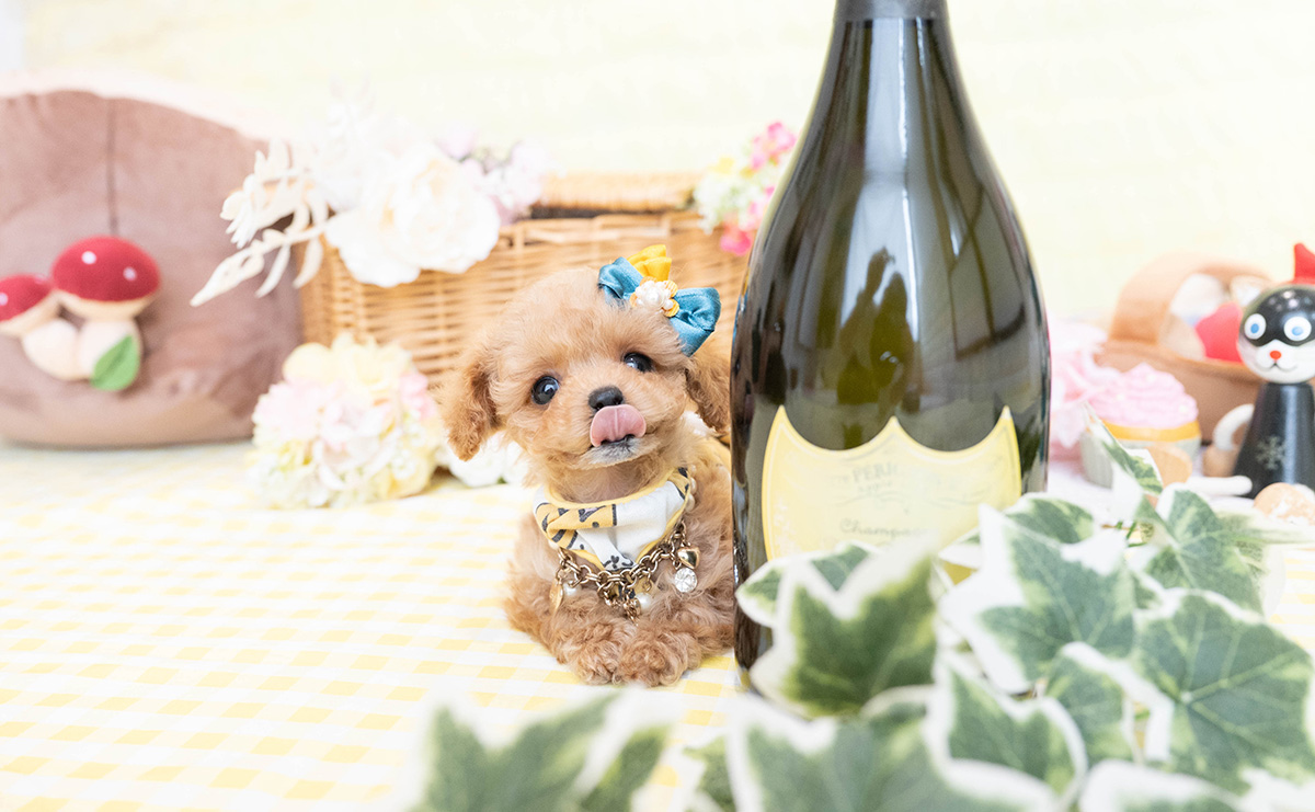 ティーカッププードルのアプリコットの男の子｜2026年1月19日生まれ｜No.11149｜画像7枚目