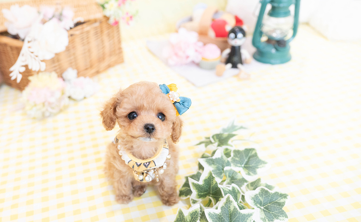 ティーカッププードルのアプリコットの男の子｜2026年1月19日生まれ｜No.11149｜画像0枚目