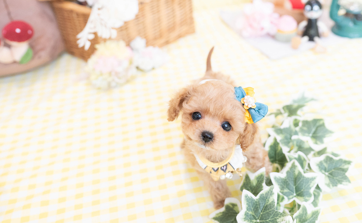 ティーカッププードルのアプリコットの男の子｜2026年1月19日生まれ｜No.11149｜画像1枚目