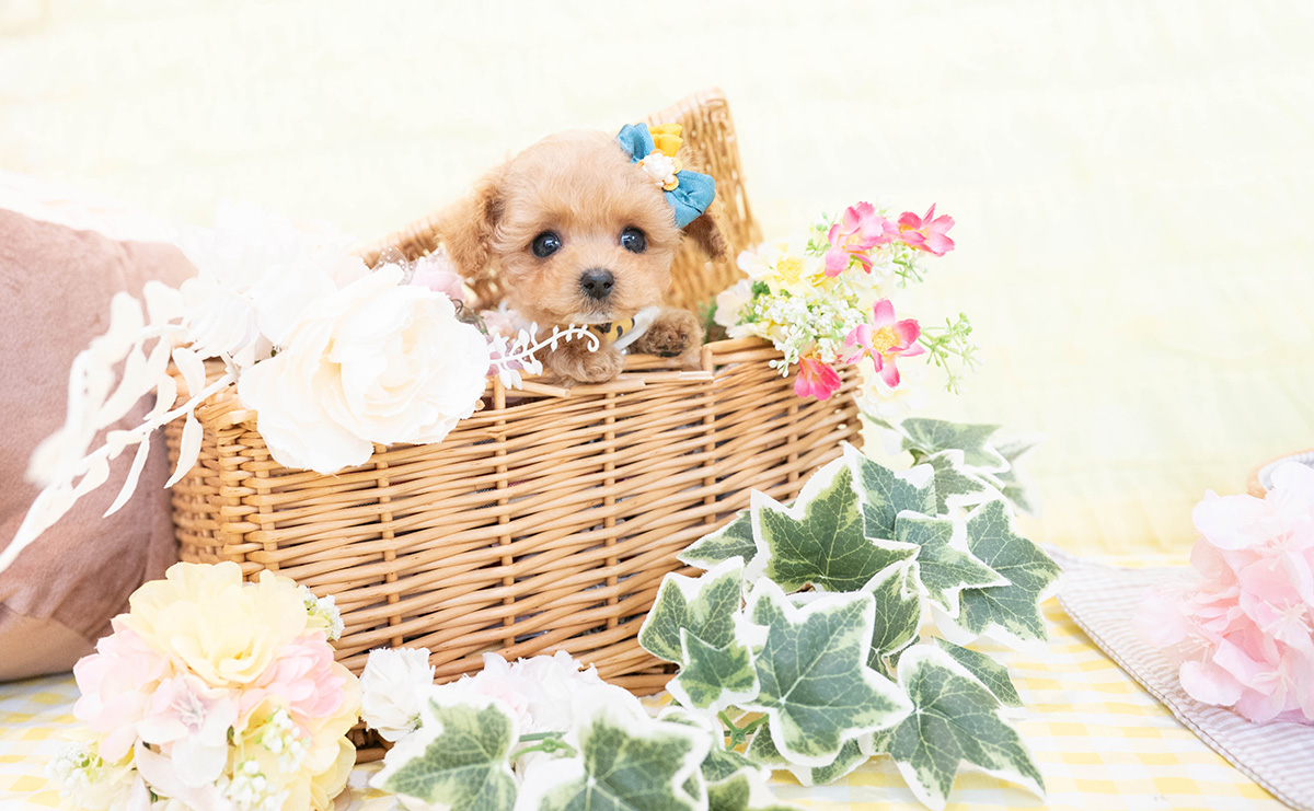 ティーカッププードルのアプリコットの男の子｜2026年1月19日生まれ｜No.11149｜画像2枚目