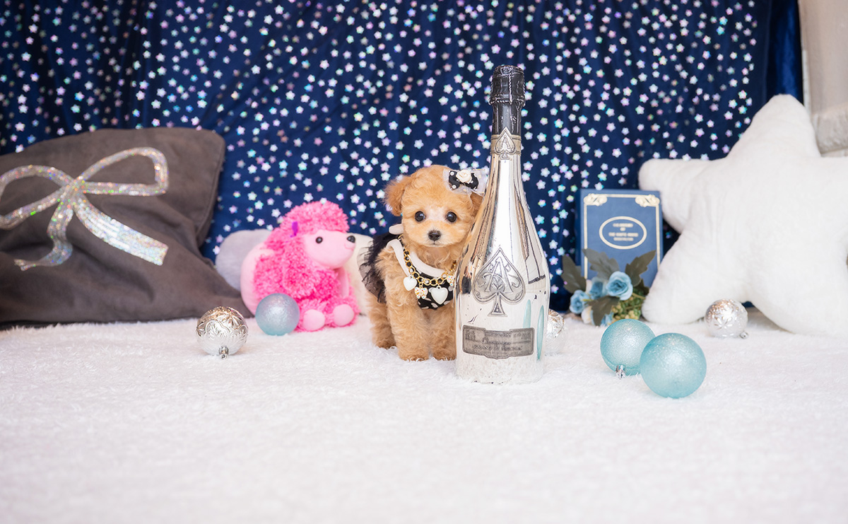 ティーカッププードルのアプリコットの男の子｜2026年1月23日生まれ｜No.11150｜画像3枚目