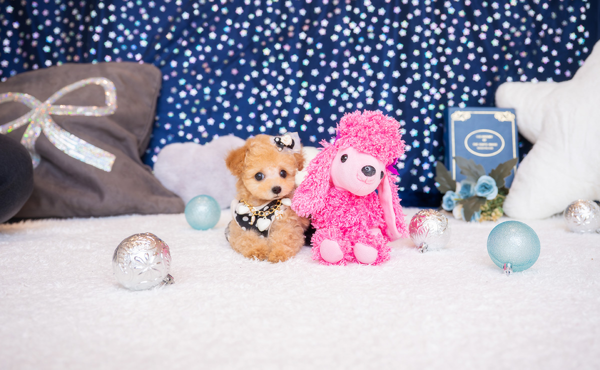 ティーカッププードルのアプリコットの男の子｜2026年1月23日生まれ｜No.11150｜画像1枚目