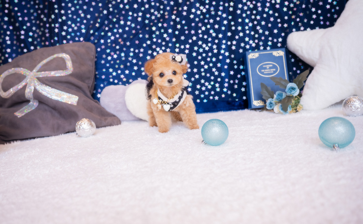 ティーカッププードルのアプリコットの男の子｜2026年1月23日生まれ｜No.11150｜画像5枚目