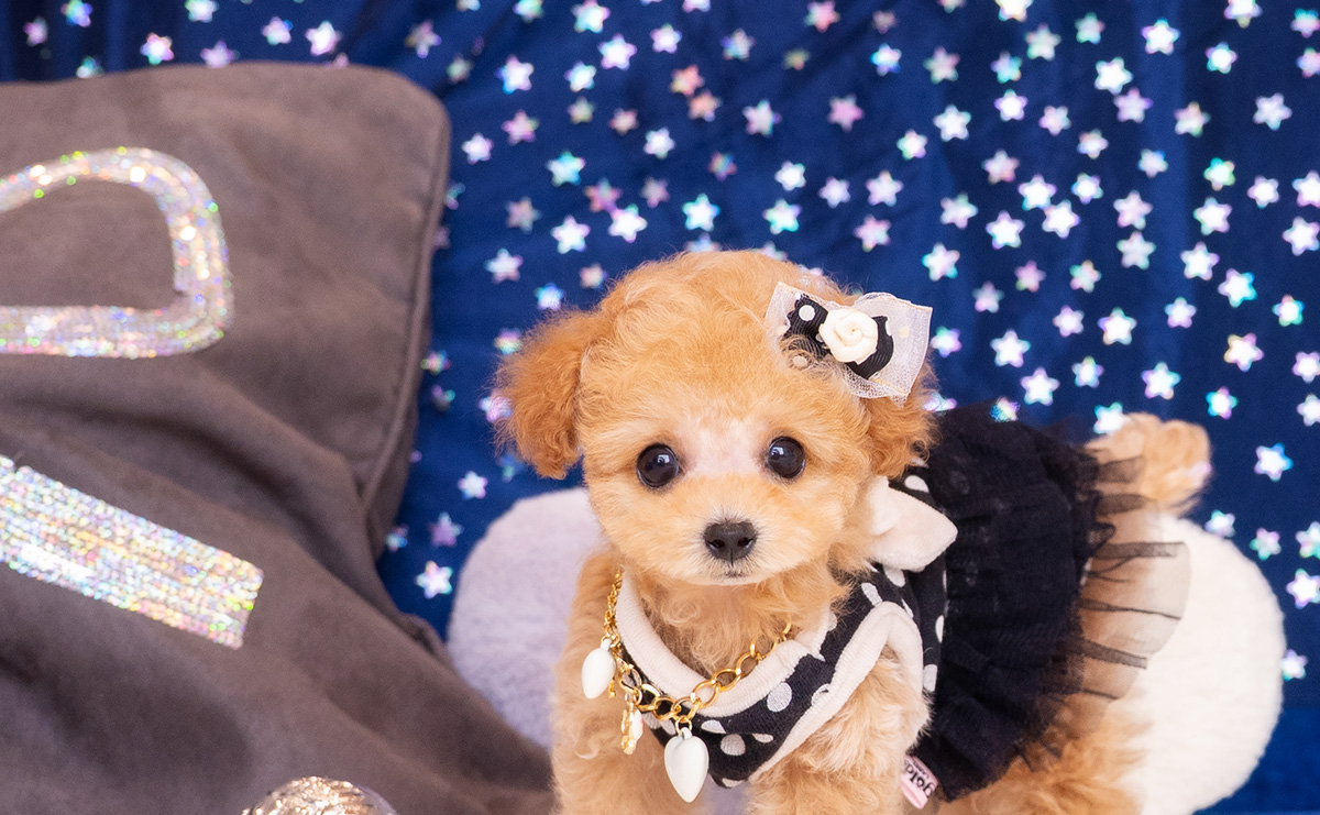 ティーカッププードルのアプリコットの男の子｜2026年1月23日生まれ｜No.11150｜画像4枚目