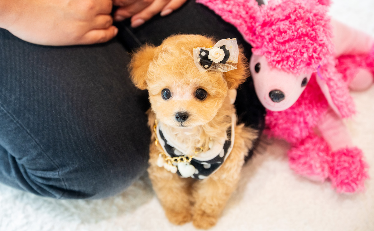 ティーカッププードルのアプリコットの男の子｜2026年1月23日生まれ｜No.11150｜画像6枚目