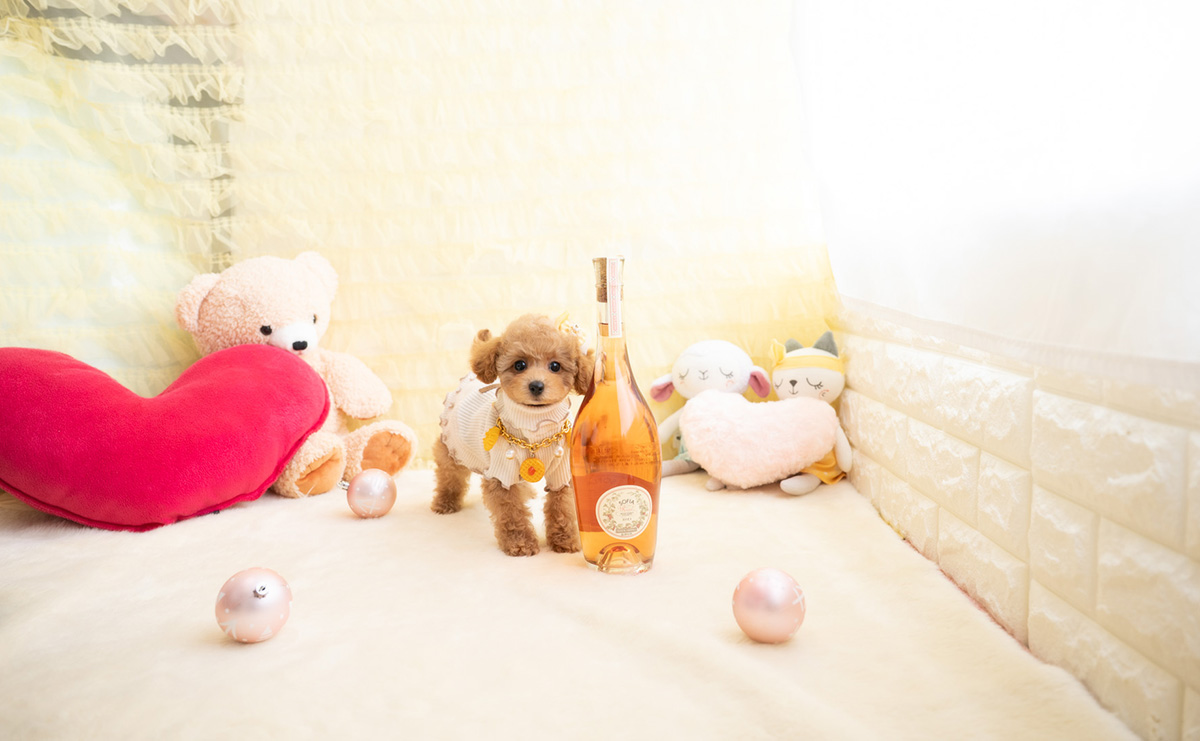 タイニープードルのアプリコットの女の子｜2026年1月19日生まれ｜No.11156｜画像6枚目