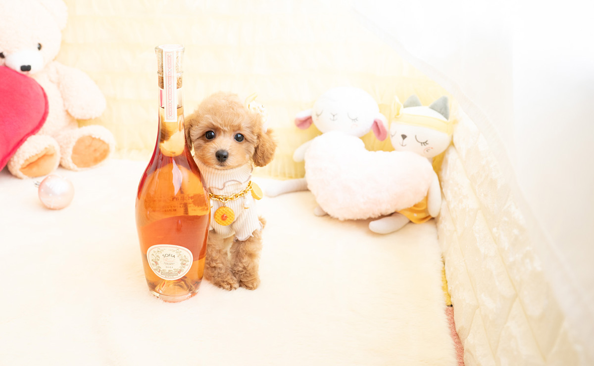 タイニープードルのアプリコットの女の子｜2026年1月19日生まれ｜No.11156｜画像7枚目