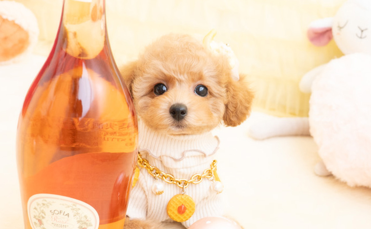 タイニープードルのアプリコットの女の子｜2026年1月19日生まれ｜No.11156｜画像5枚目