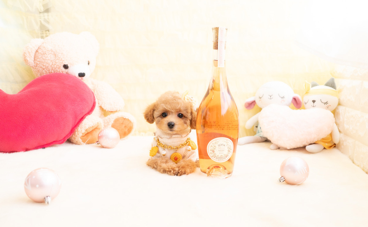 タイニープードルのアプリコットの女の子｜2026年1月19日生まれ｜No.11156｜画像8枚目