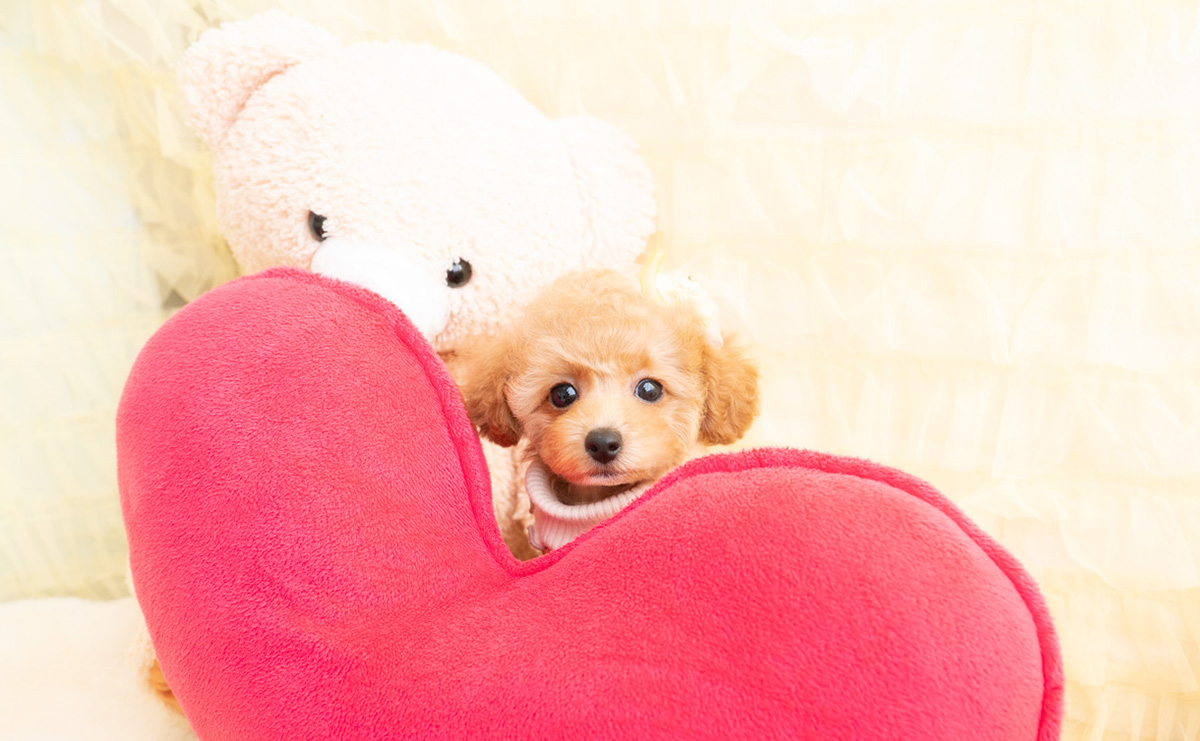 タイニープードルのアプリコットの女の子｜2026年1月19日生まれ｜No.11156｜画像3枚目