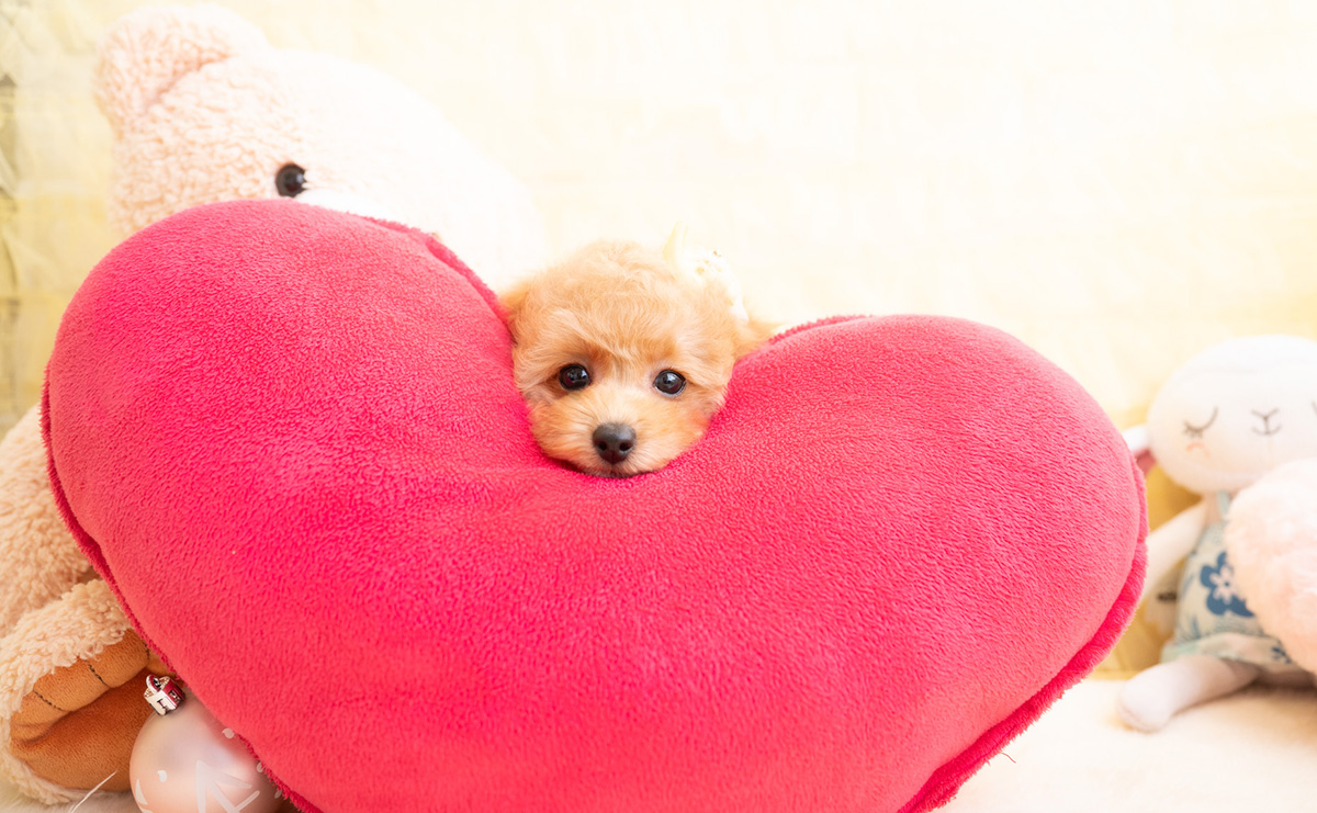 タイニープードルのアプリコットの女の子｜2026年1月19日生まれ｜No.11156｜画像2枚目