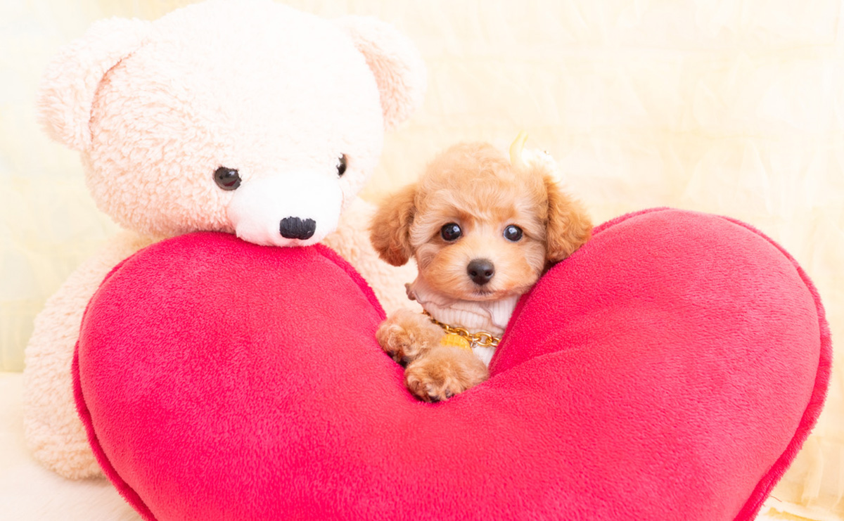 タイニープードルのアプリコットの女の子｜2026年1月19日生まれ｜No.11156｜画像4枚目