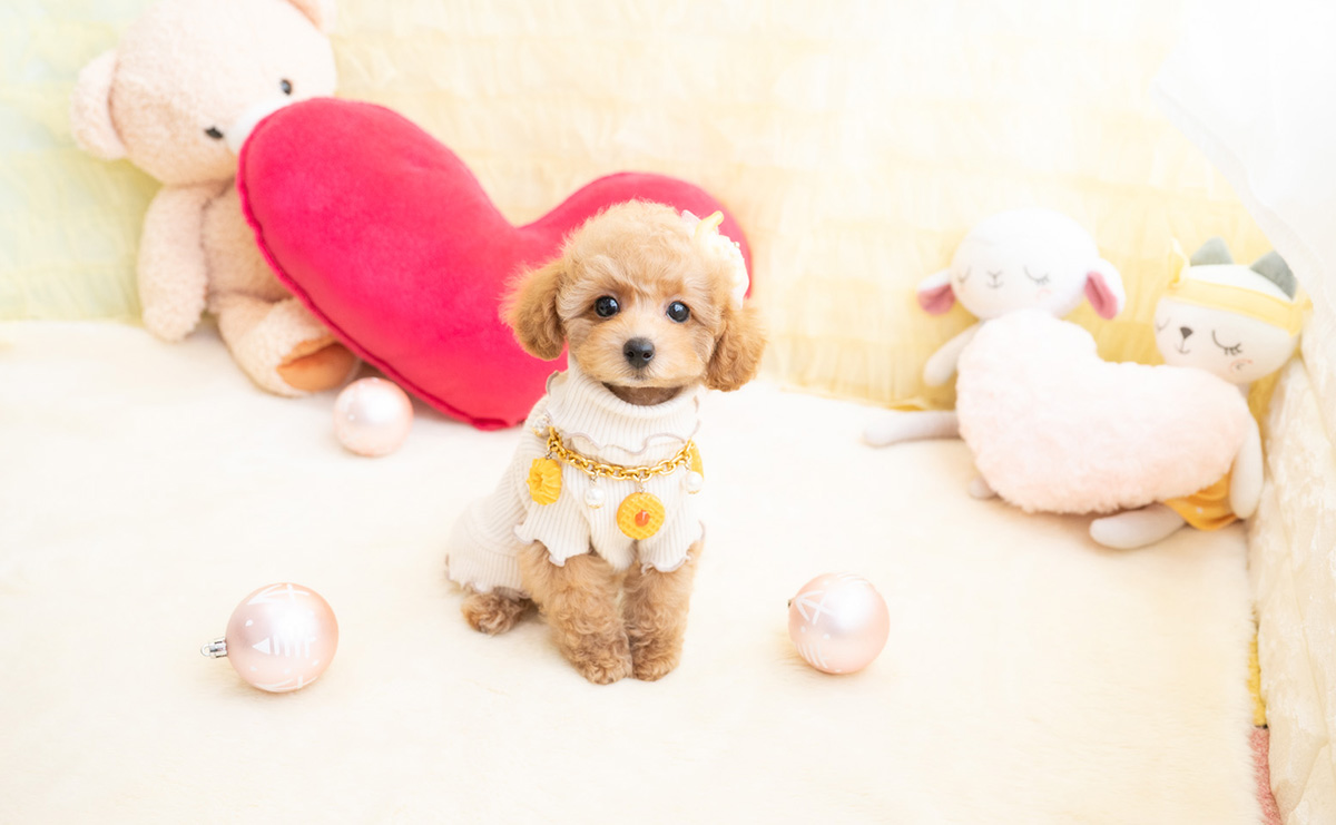 タイニープードルのアプリコットの女の子｜2026年1月19日生まれ｜No.11156｜画像0枚目