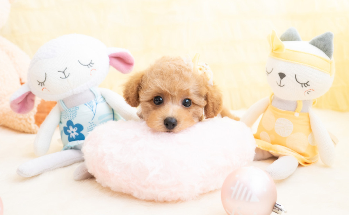 タイニープードルのアプリコットの女の子｜2026年1月19日生まれ｜No.11156｜画像9枚目