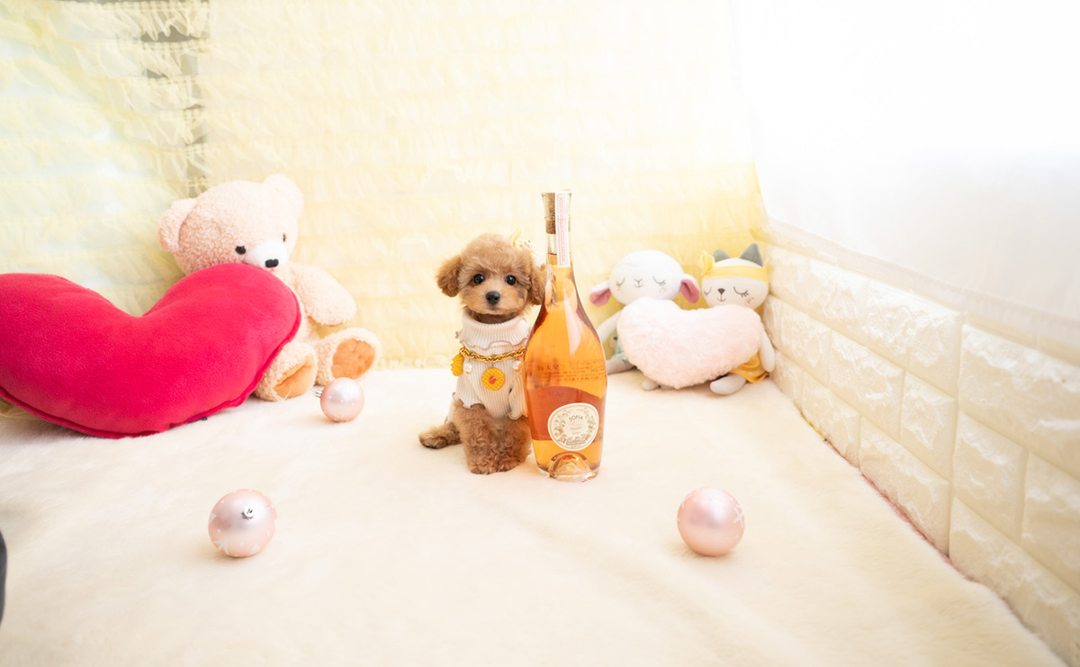 タイニープードルのアプリコットの女の子｜2026年1月19日生まれ｜No.11156｜画像10枚目