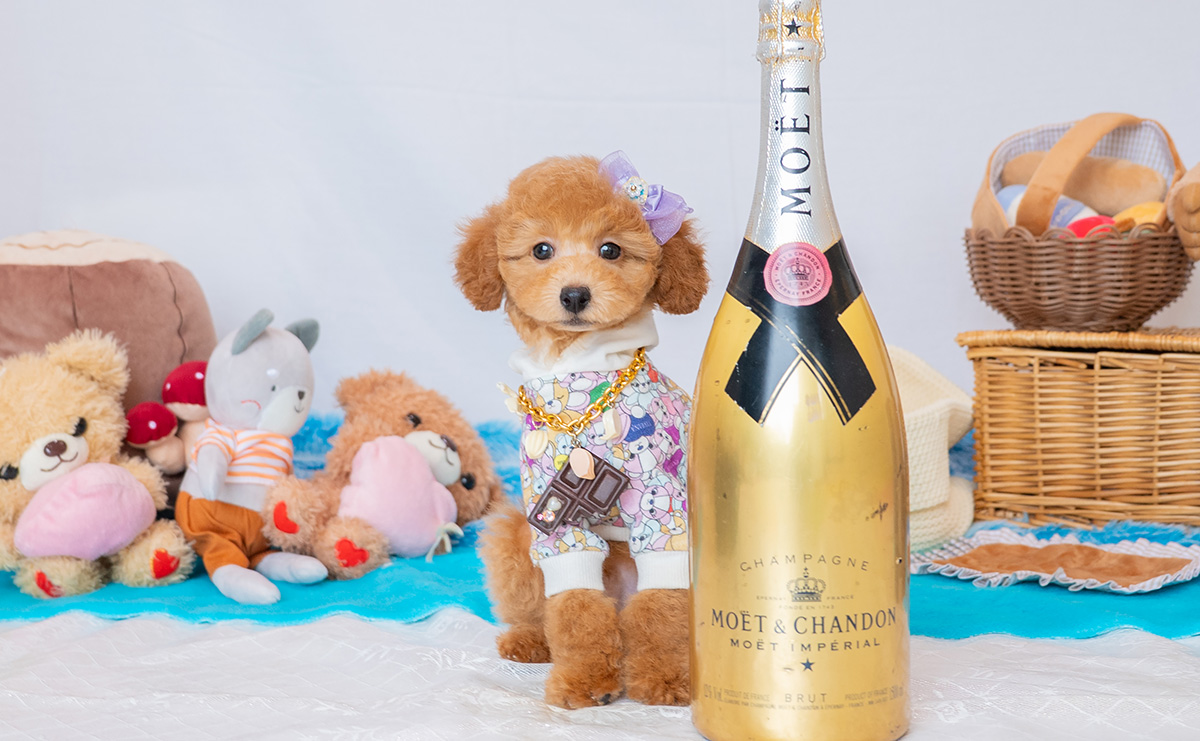 トイプードルのアプリコットの男の子｜2026年1月7日生まれ｜No.11154｜画像2枚目