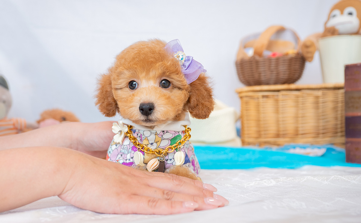 トイプードルのアプリコットの男の子｜2026年1月7日生まれ｜No.11154｜画像1枚目