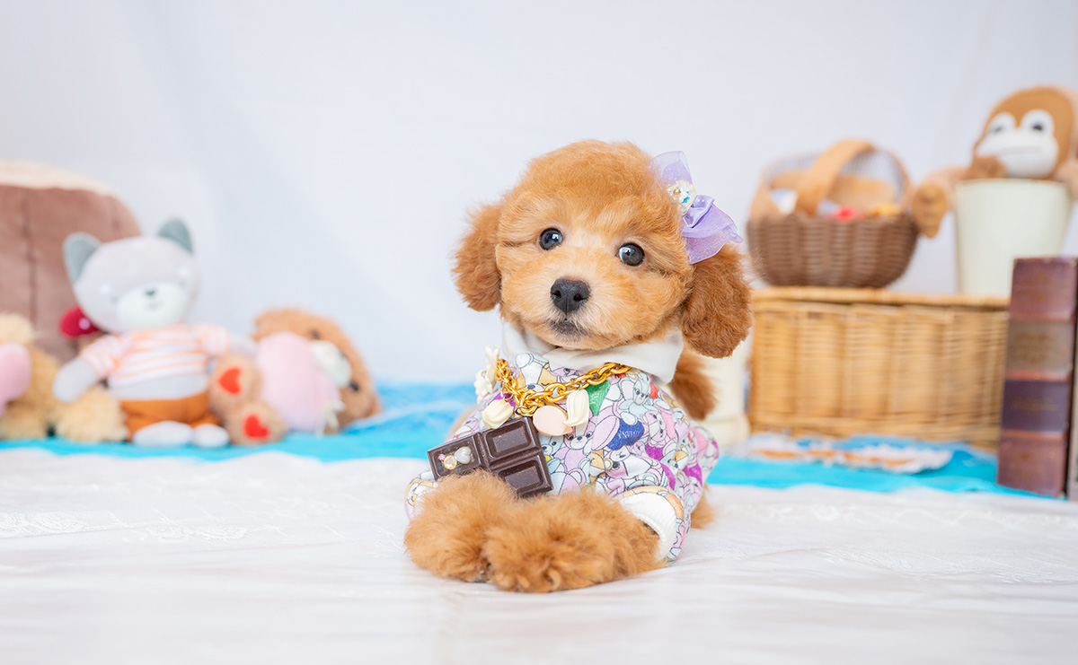 トイプードルのアプリコットの男の子｜2026年1月7日生まれ｜No.11154｜画像0枚目