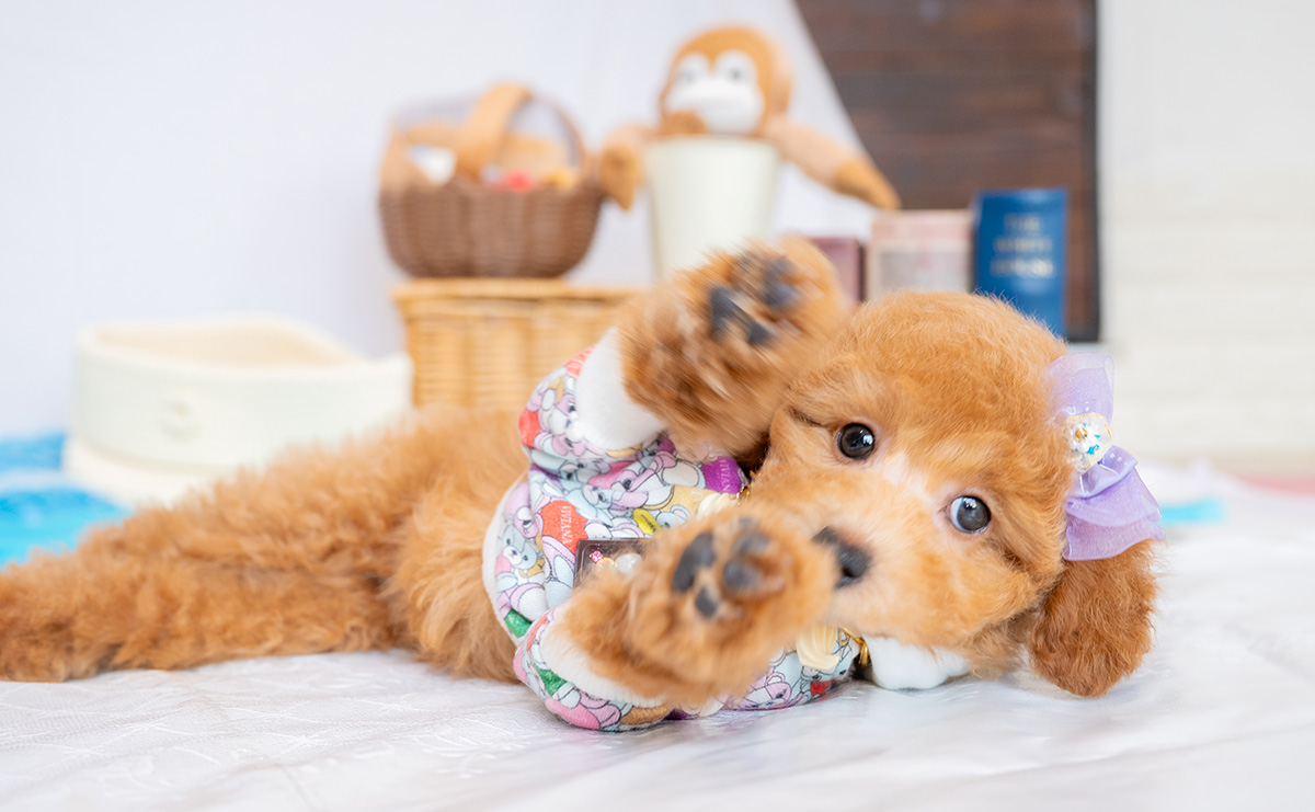 トイプードルのアプリコットの男の子｜2026年1月7日生まれ｜No.11154｜画像3枚目