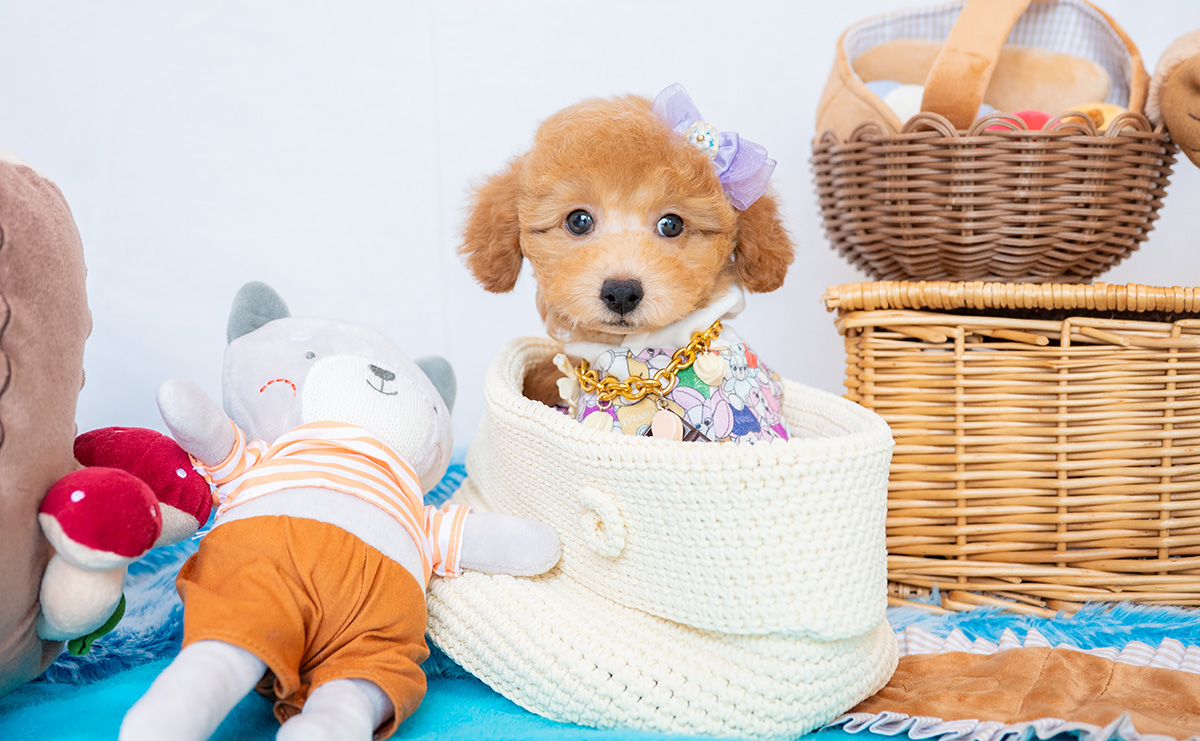 トイプードルのアプリコットの男の子｜2026年1月7日生まれ｜No.11154｜画像4枚目