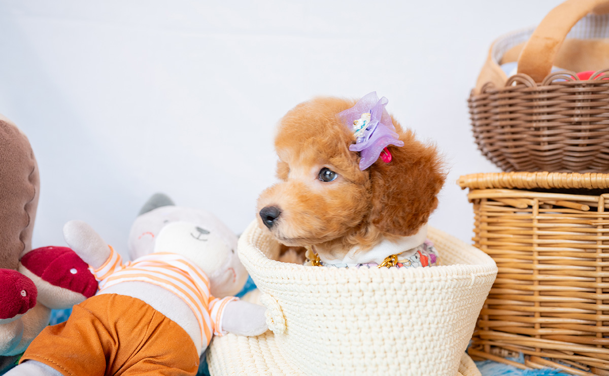 トイプードルのアプリコットの男の子｜2026年1月7日生まれ｜No.11154｜画像5枚目