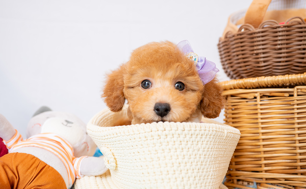 トイプードルのアプリコットの男の子｜2026年1月7日生まれ｜No.11154｜画像6枚目