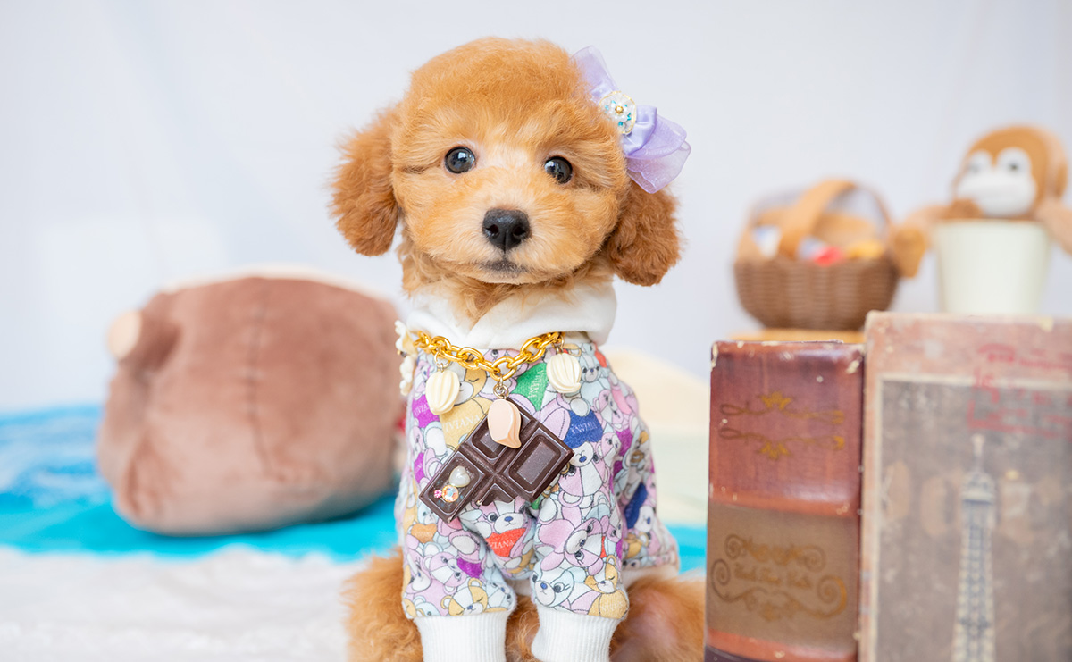 トイプードルのアプリコットの男の子｜2026年1月7日生まれ｜No.11154｜画像7枚目