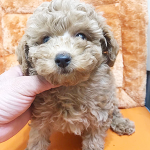 トイプードルのアプリコットの男の子|2026年1月15日生まれ|No.11170|画像1枚目