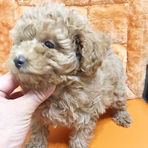 トイプードルのアプリコットの男の子｜2026年1月15日生まれ｜No.11170｜画像2枚目