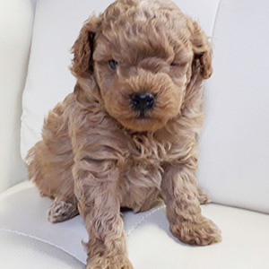 トイプードルのアプリコットの男の子|2026年2月17日生まれ|No.11161|画像0枚目