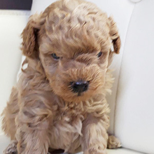 トイプードルのアプリコットの男の子|2026年2月17日生まれ|No.11161|画像1枚目