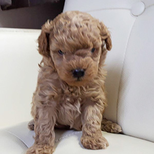 トイプードルのアプリコットの男の子|2026年2月17日生まれ|No.11161|画像2枚目