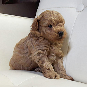 トイプードルのアプリコットの男の子｜2026年2月17日生まれ｜No.11161｜画像4枚目