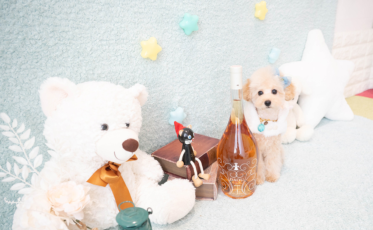 タイニープードルのアプリコットの男の子｜2025年11月27日生まれ｜No.11159｜画像1枚目