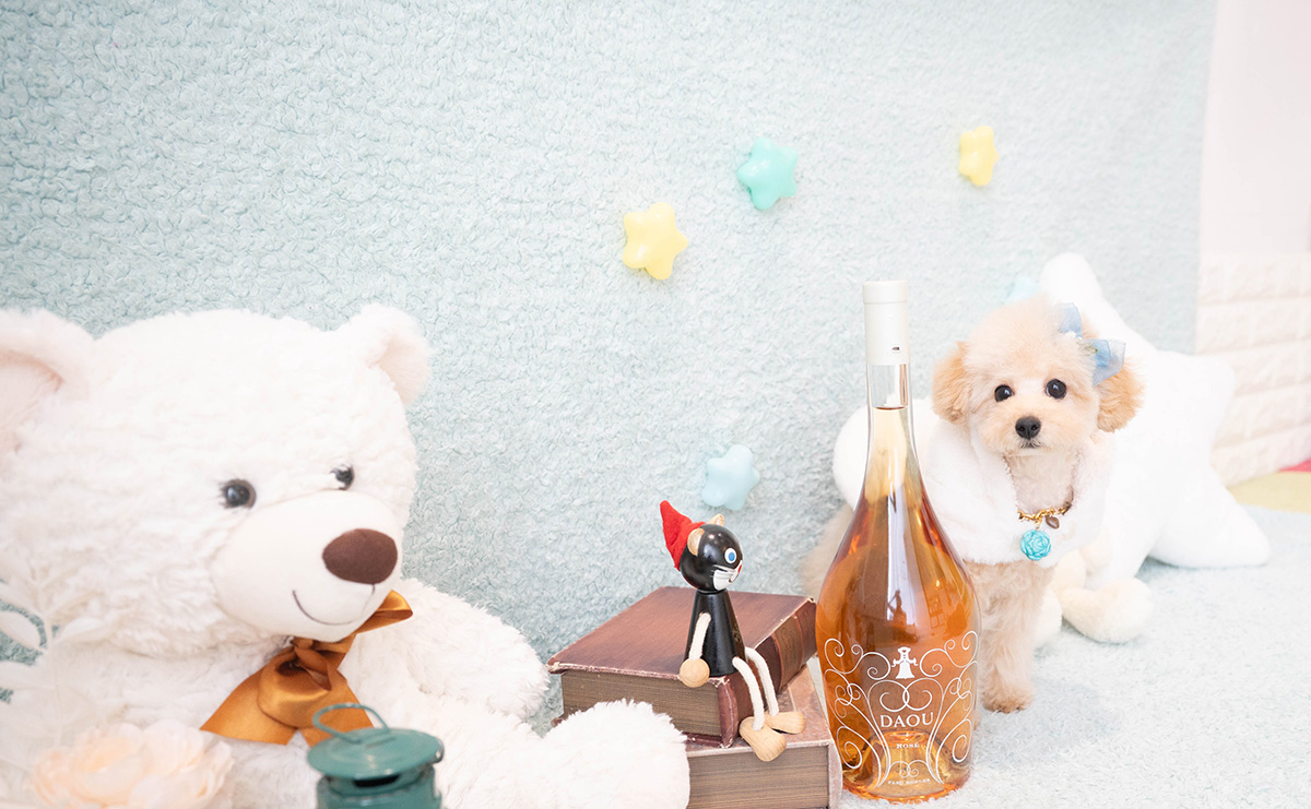 タイニープードルのアプリコットの男の子｜2025年11月27日生まれ｜No.11159｜画像2枚目