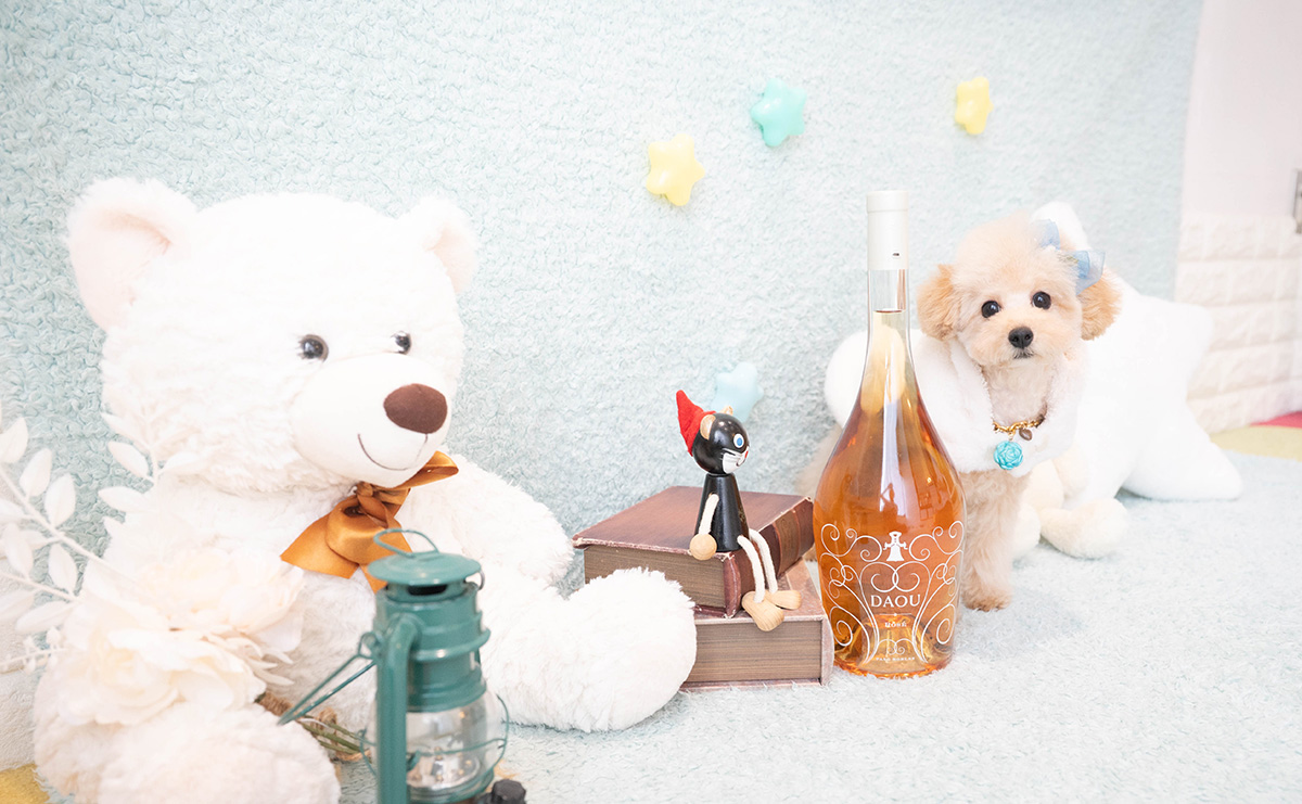 タイニープードルのアプリコットの男の子｜2025年11月27日生まれ｜No.11159｜画像3枚目