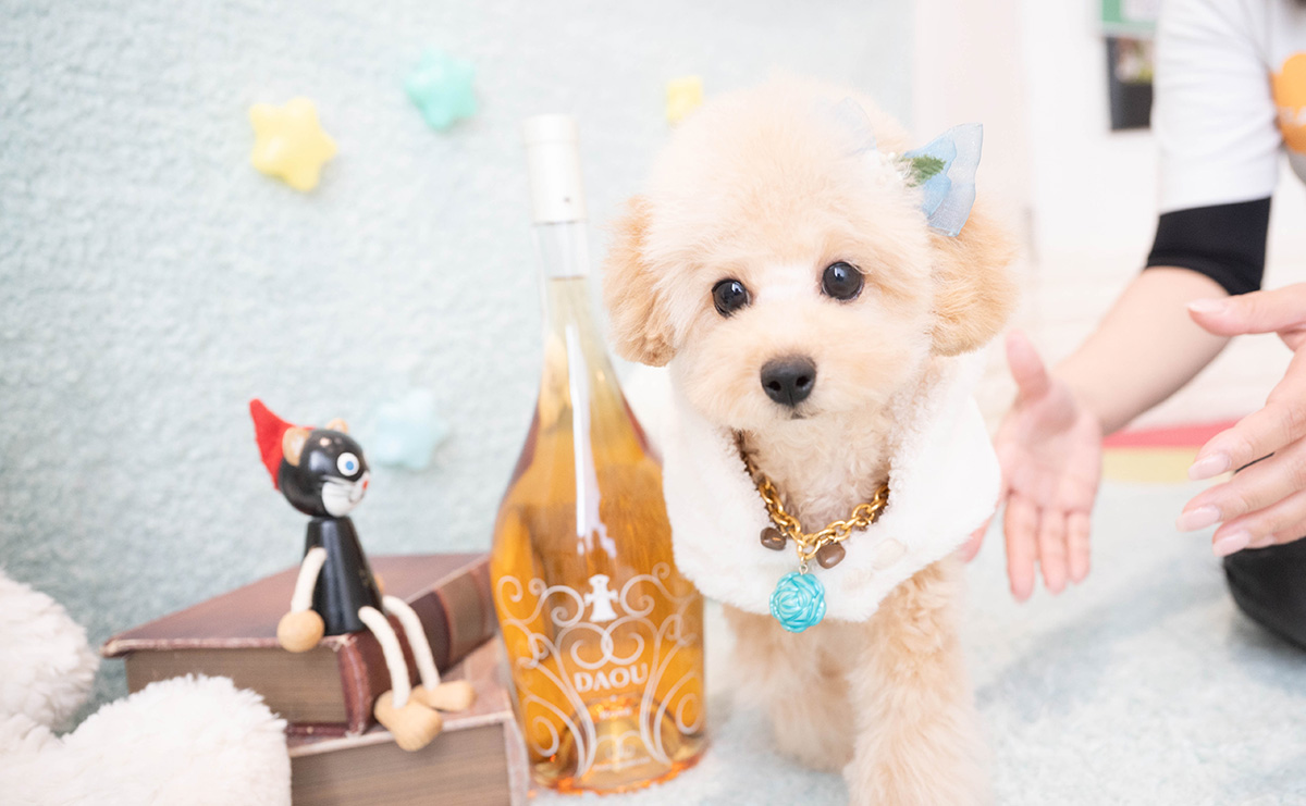 タイニープードルのアプリコットの男の子｜2025年11月27日生まれ｜No.11159｜画像0枚目