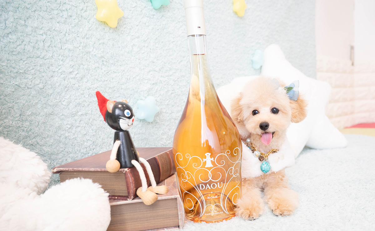 タイニープードルのアプリコットの男の子｜2025年11月27日生まれ｜No.11159｜画像4枚目