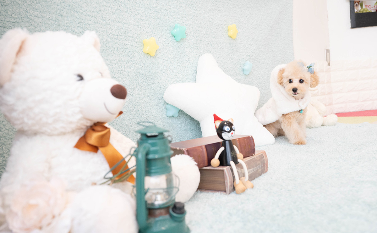 タイニープードルのアプリコットの男の子｜2025年11月27日生まれ｜No.11159｜画像6枚目